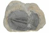 Upper Cambrain Trilobite (Pterocephalia) - British Columbia #212625-1